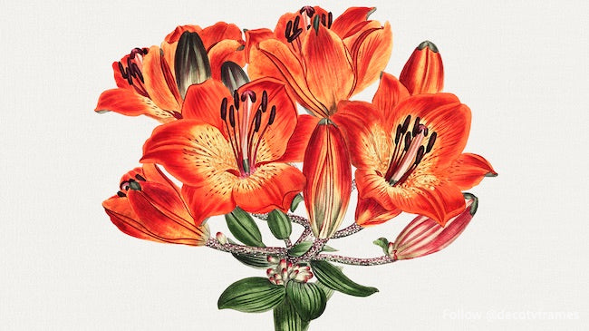 The Botanical Magazine or Flower Garden Displayed: Orange Lily (1807)