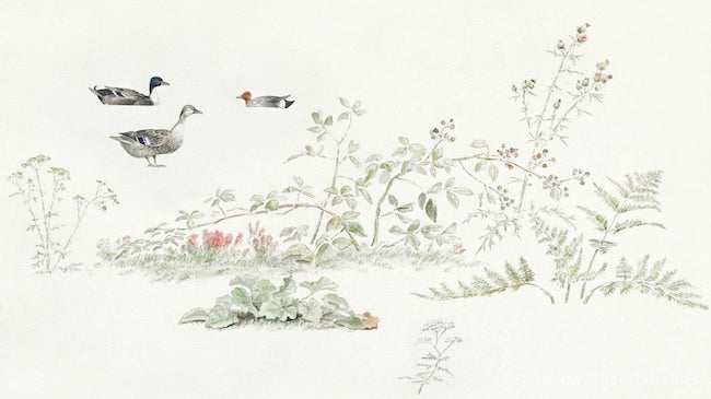 Studieblad met planten en watervogels (fiche d'étude avec plantes et oiseaux aquatiques) 