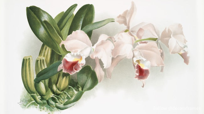 Cattleya labiata gaskelliana des orchidées Reichenbachia (1888-1894) 