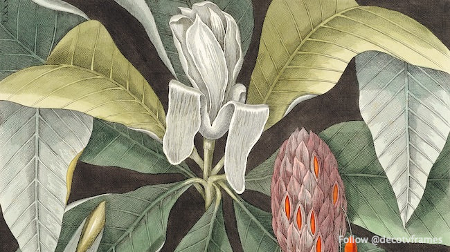 Arbre parapluie (Magnolia) de L'histoire naturelle de la Caroline, de la Floride et des îles Bahama 