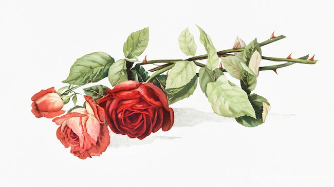 Des roses 