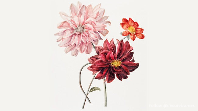 Dahlias de Willem Hekking 