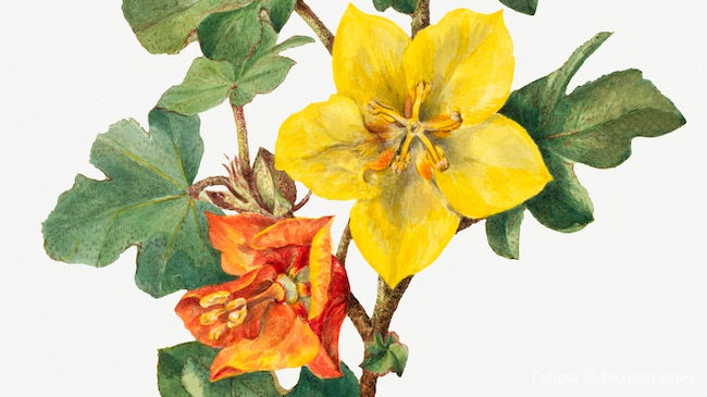 Fremontia mexicain (Fremontodendron mexicanum) (1926) 