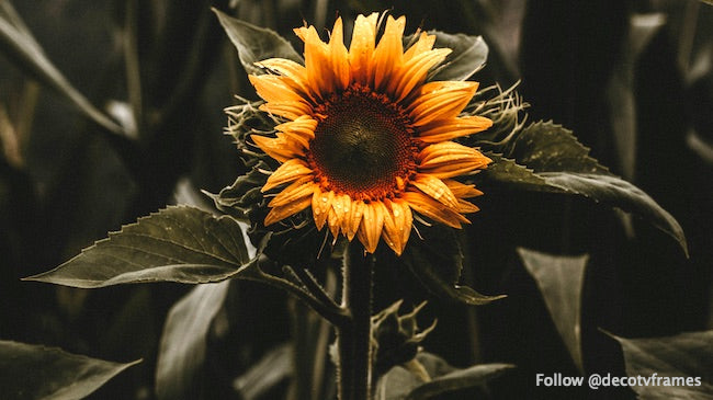 Nasturtiums (1905) by Odilon Redon