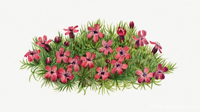 Silène des mousses (Silene acaulis) (1924) 