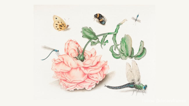 Une rose et cinq insectes (1618) 