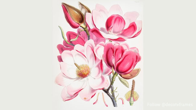 Campbell's magnolia (Magnolia Campbellii)