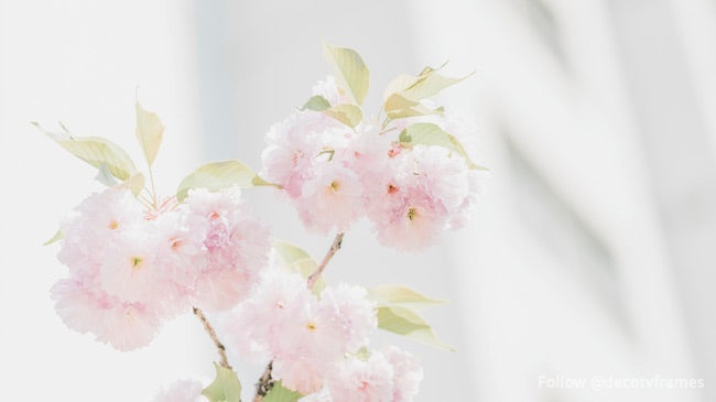 Arbre en fleur, Londres, Canada 