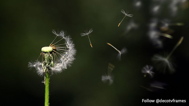White Dandelion Flower