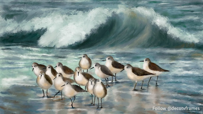 Sandpipers