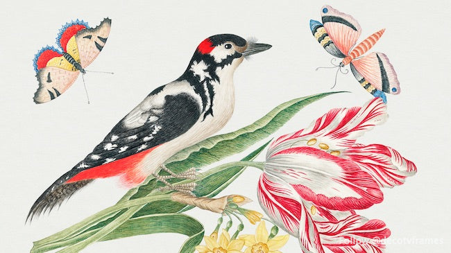 The 18th century illustration of a black and white mottled bird on tulip stem with daffodils and butterflies