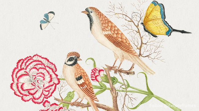 Illustration du XVIIIe siècle représentant deux oiseaux bruns avec des œillets et des papillons. 