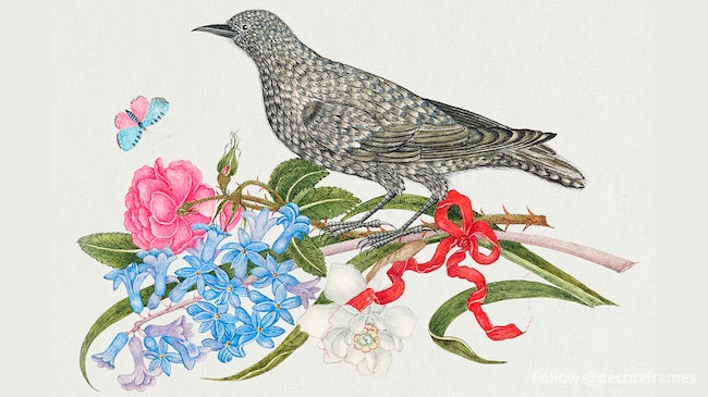Illustration du XVIIIe siècle représentant un oiseau noir avec des fleurs, un papillon et un ruban rouge 