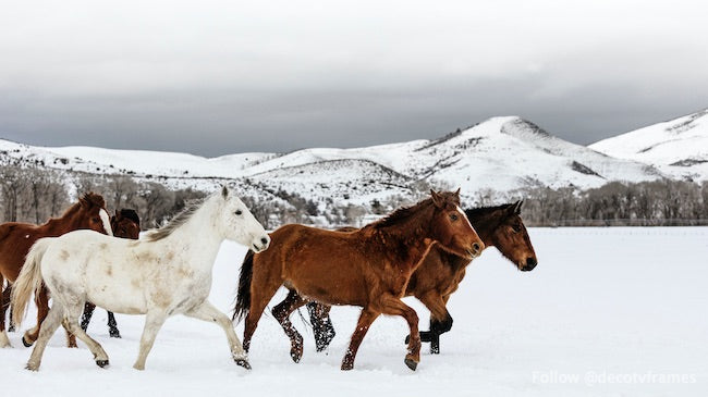 Una manada mixta de caballos salvajes y domesticados. 